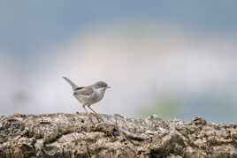 Fauvette mélanocéphale