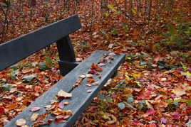 Les feuilles mortes...