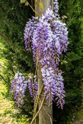 Glycine