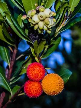 Arbouses du pays de Grasse