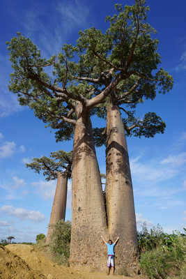 BAOBABS