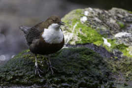 Cincle plongeur - Cinclus cinclus