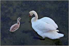 Leçon particulière