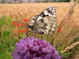 pas temp d allaer voir la mer