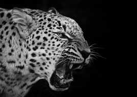 panthère noir et blanc