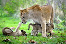 Famille lion