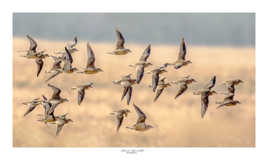 Vol de pluvier guignard dans les Coussouls de Crau