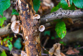bois et champignons