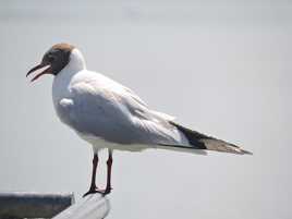 Mouette rieuse