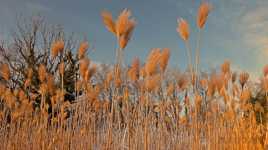 hautes herbes en hiver