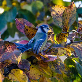 mésange d'automne