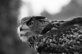 La concentration du Grand Duc