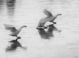 Atterrissage périlleux