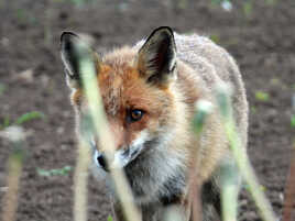 dent pour dent oeil pour oeil