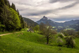 En chartreuse