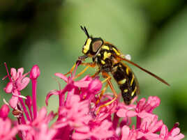 Syrphe Xanthogramma