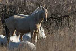 Chevaux en Camargue