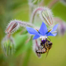 abeille et bourrache (2)