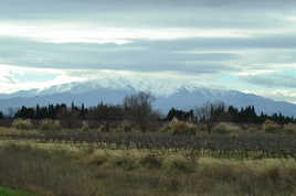 vigne, herbe de pampa et canigou enneigé