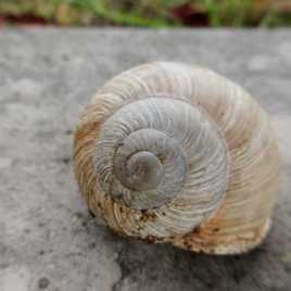 Escargot de Bourgogne
