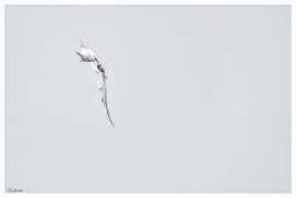 Le plongeon de la Sterne pierregarin