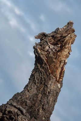 l'appel de la forêt