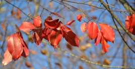 FEUILLES D'AUTOMNE