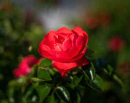 petite ballade seule