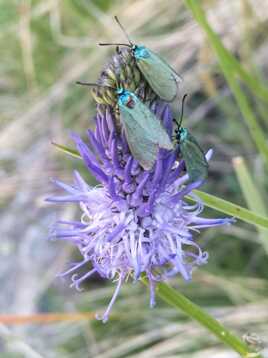 Turquoise de la globulaire sur Raiponce