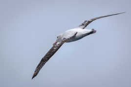 "Rois de l’azur, maladroits et honteux"