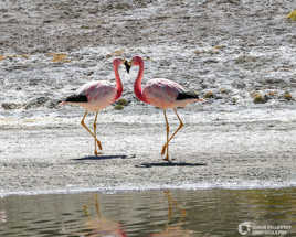 le cœurs des flamants