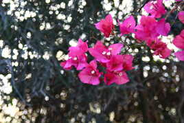 bougainvillée