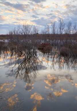 Un brin de réflexion