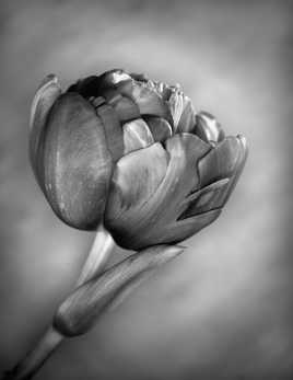 tulipe_pivoine