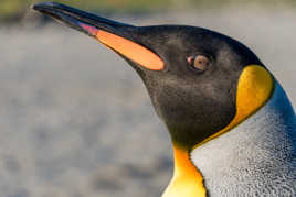 Votre Majesté le manchot royal !