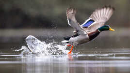 Duck flight
