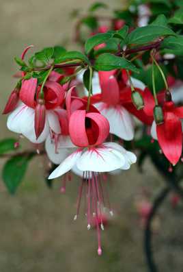 Fuschia