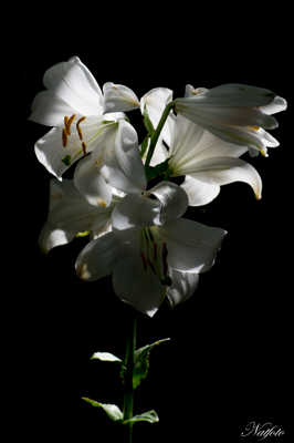 entre ombres et lumières