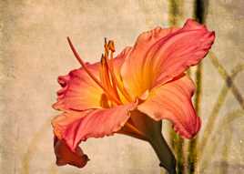 Hémérocalle «La Belle Mauricienne»