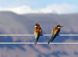 C'est par là ? Non, c'est par là !