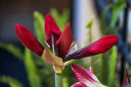 AMARYLLIS