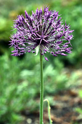 alium