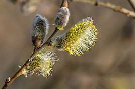 Le printemps s'installe