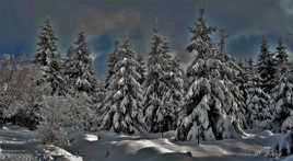 La Fagne sous la neige. 14