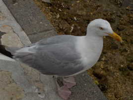 Un regard transparent