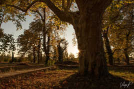 Ambiance d'automne sous les platanes