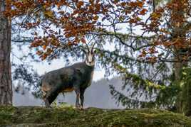 Un joli bouc