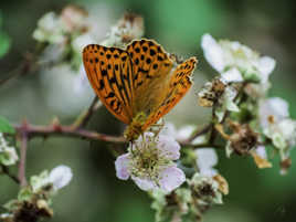 Papillon Breton