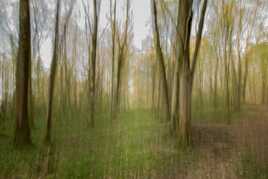 Ballade en forêt de Meaux .