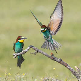 Attention j'arrive !!